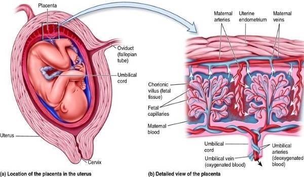 Rau thai bám dính tại thành tử cung sẽ tự động bong tróc và được đẩy ra ngoài cơ thể theo lực co bóp của tử cung